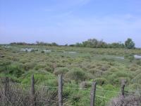 gal/2009 mai - Camargue/_thb_P1010059.JPG